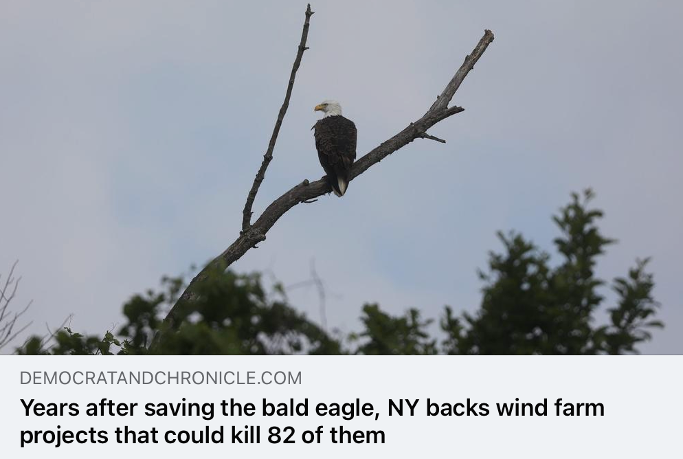 Rep. Williams stands up to protect bald eagle's